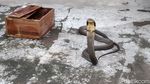 Covid, King Cobra Kembaran Garaga