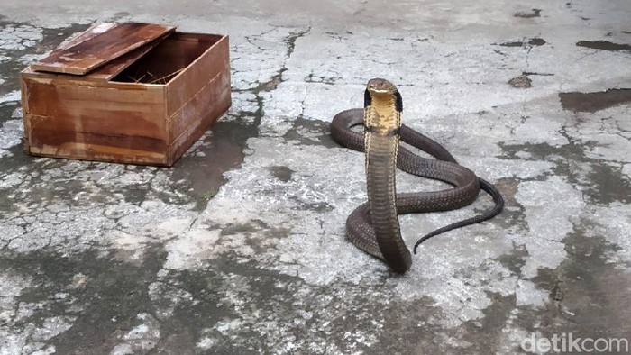 Rinto, warga Desa Windujanten, Kuningan, Jabar, memiliki king cobra ukuran cukup besar. Saking besarnya, orang yang menyebut ular itu sebagai kembaran dari Garaga.