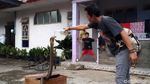 Covid, King Cobra Kembaran Garaga