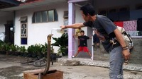 Untuk pakannya, Rinto mencari ular sawah untuk diberikan kepada covid dan dua king cobra lainnya. Ular sawah itu diberikan dua hingga tiga hari sekali.