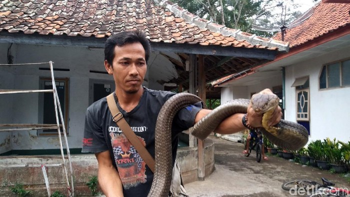 Covid, King Cobra Rinto, warga Desa Windujanten, Kuningan, Jabar, memiliki king cobra ukuran cukup besar. Saking besarnya, orang yang menyebut ular itu sebagai kembaran dari 'Garaga'.