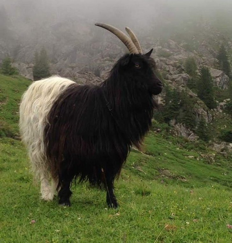 fotoinet potret fenomena hewan unik