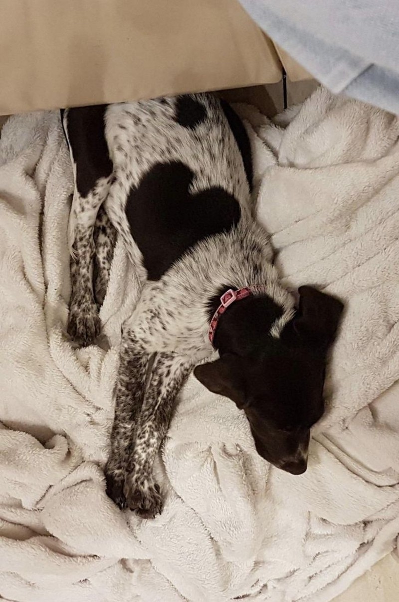 fotoinet potret fenomena hewan unik