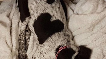 Anjing bernama Ginny ini lahir dengan lambang love yang hampir sempurna di bulunya. Foto: Brightside