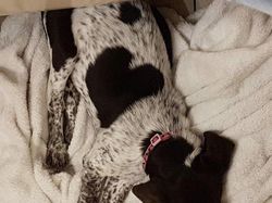 Potret Kambing Sampai Sapi yang Corak Tubuhnya Ajaib