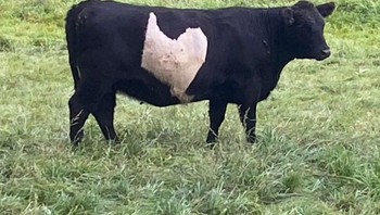 Sapi ini seakan memiliki gambar ayam di bagian tubuh sampingnya. Foto: Brightside