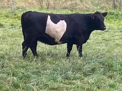 Potret Kambing Sampai Sapi yang Corak Tubuhnya Ajaib