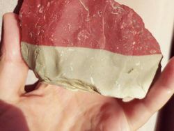 Potret Kambing Sampai Sapi yang Corak Tubuhnya Ajaib