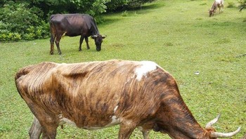 Pola warna sapi ini membuatnya terlihat seperti patung yang diukir dari kayu. Foto: Brightside