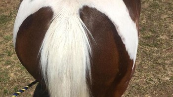 Seekor kuda yang memiliki tanda cat berbentuk burung dan ekornya adalah ekor burung, maka ia dinamakan Merpati. Foto: Brightside