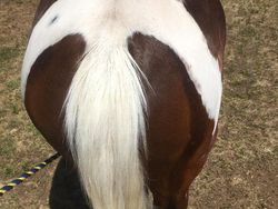 Potret Kambing Sampai Sapi yang Corak Tubuhnya Ajaib