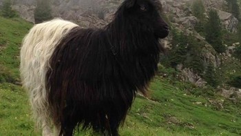 Kambing lagi dengan warna hitam di bagian kepala dan putih di bagian ekornya. Foto: Brightside