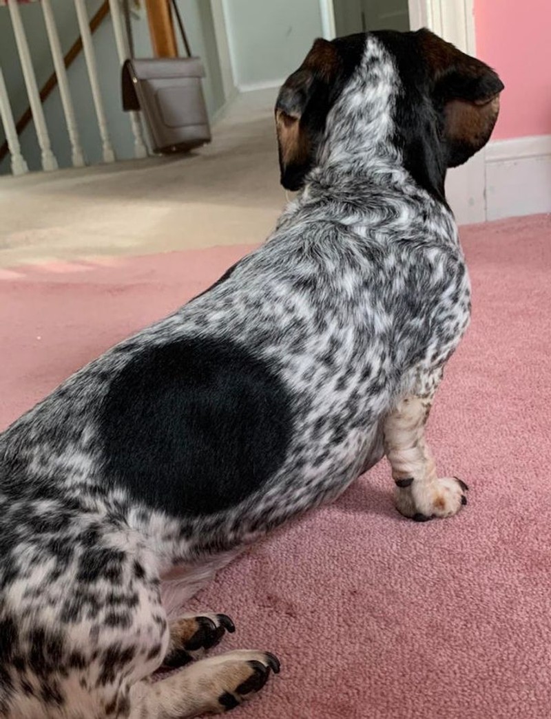 fotoinet potret fenomena hewan unik