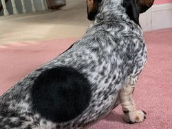 Potret Kambing Sampai Sapi yang Corak Tubuhnya Ajaib