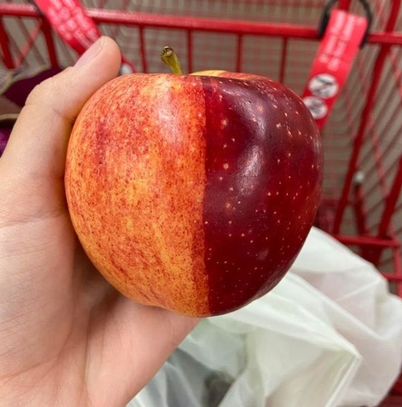 fotoinet potret fenomena hewan unik