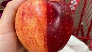 Satu buah apel yang memiliki dua warna berbeda. Foto: Brightside