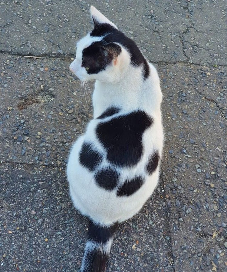 fotoinet potret fenomena hewan unik