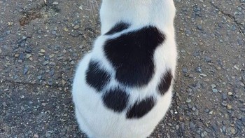 Seolah ada jejak kaki di punggung si kucing. Foto: Brightside