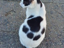 Potret Kambing Sampai Sapi yang Corak Tubuhnya Ajaib