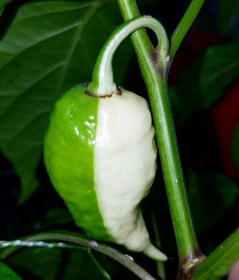 fotoinet potret fenomena hewan unik