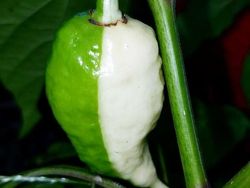 Potret Kambing Sampai Sapi yang Corak Tubuhnya Ajaib