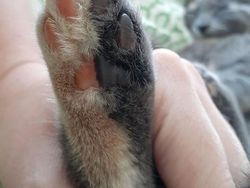 Potret Kambing Sampai Sapi yang Corak Tubuhnya Ajaib