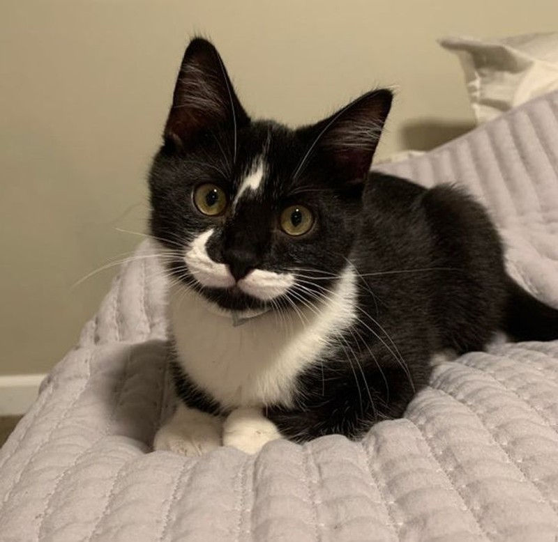 fotoinet potret fenomena hewan unik