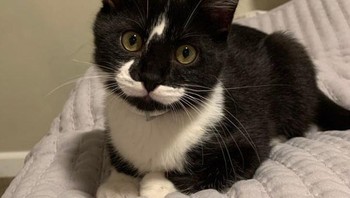 Kucing ini memiliki petir di kepalanya seperti halnya Harry Potter dan juga kumis putihnya berbentuk unik. Foto: Brightside