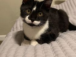 Potret Kambing Sampai Sapi yang Corak Tubuhnya Ajaib