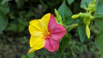 Cantiknya kelopak bunga ini memiliki dua warna terbelah kuning dan pink. Foto: Brightside