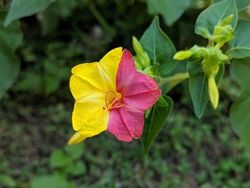 Potret Kambing Sampai Sapi yang Corak Tubuhnya Ajaib