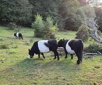 fotoinet potret fenomena hewan unik