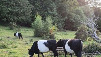 Ketiga sapi di foto ini memiliki garis-garis putih di tengah tubuh mereka. Foto: Brightside