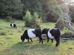Potret Kambing Sampai Sapi yang Corak Tubuhnya Ajaib