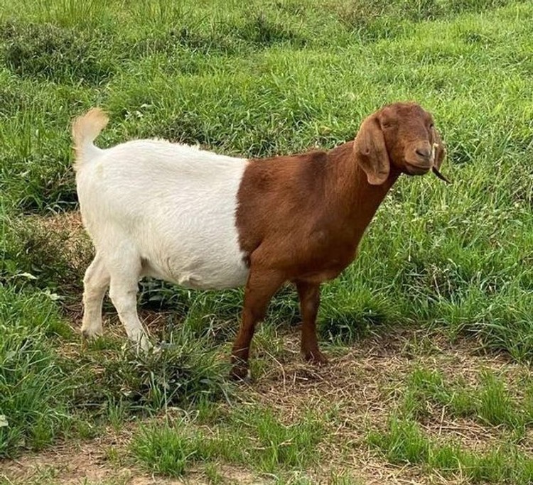 Potret Kambing Sampai Sapi Yang Corak Tubuhnya Ajaib