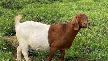 Warna bulu kambing yang seolah terbagi dua secara khusus. Foto: Brightside