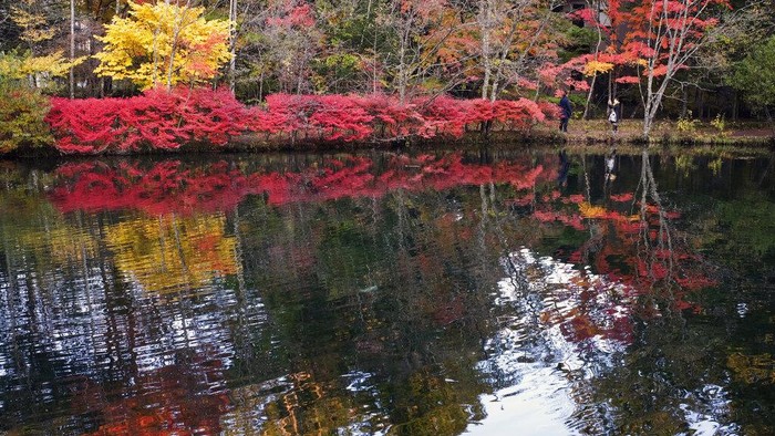 Indahnya Musim Gugur di Jepang A duck spreads its wings in a pond as fall foliage colors are reflected on the water Tuesday, Oct. 27, 2020, in Nagano, central Japan. (AP Photo/Kiichiro Sato)