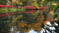 Pehononan yang berubah warna pun terbias di danau yang berada di Nagano.
