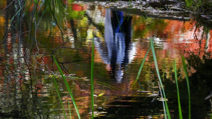 A duck spreads its wings in a pond as fall foliage colors are reflected on the water Tuesday, Oct. 27, 2020, in Nagano, central Japan. (AP Photo/Kiichiro Sato)