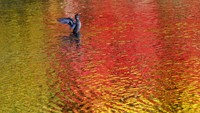 Seekor bebek melebarkan sayapnya di kolam saat warna dedaunan musim gugur tercermin di air.