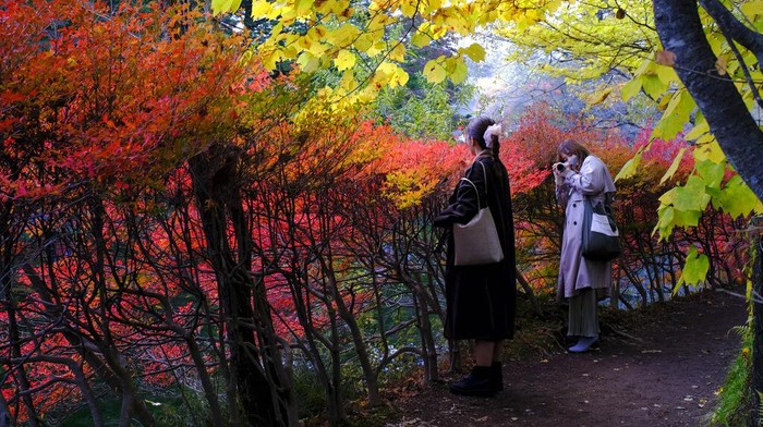 Indahnya Musim Gugur di Jepang A duck spreads its wings in a pond as fall foliage colors are reflected on the water Tuesday, Oct. 27, 2020, in Nagano, central Japan. (AP Photo/Kiichiro Sato)