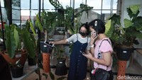Tanaman yang dipamerkan dari berbagai jenis dengan harga mulai ratusan ribu meski yang paling banyak mulai dari satu jutaan hingga puluhan juta rupiah.