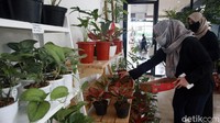 Tanaman dengan harga gila-gilaan seperti philodendron sharone dihargai Rp 62.5 juta, philodendron holtonianum Rp 25 juta, dan anthurium monenii Rp 62,5 juta.