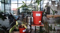 Philodendron holtonianum ini dibandrol Rp 25 juta.