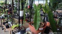 Philodendron sharone ini dihargai Rp 62.5 juta.