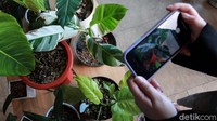 Philodendron adalah sejenis tumbuhan dari suku Araceae, yang mempunyai banyak spesies. Namanya berasal dari bahasa Yunani, yaitu dari kata philo dan dendron. Karena keindahan bentuk dan warna-warni daunnya, Philodendron banyak disukai sebagai tanaman penghias ruangan atau taman.