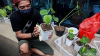 Warga membersihkan pot dari tanaman hias yang dipamerkan.