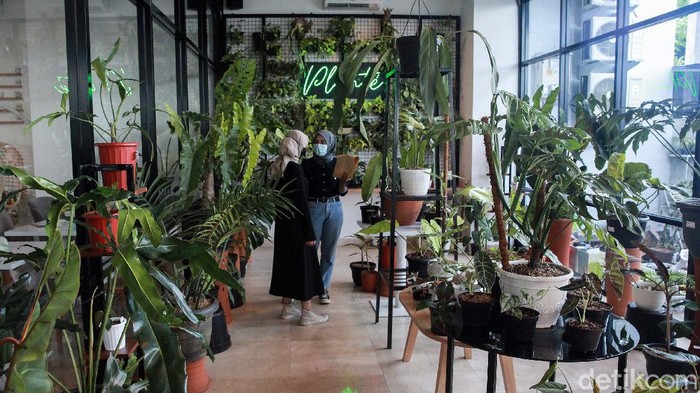 Ini Loh Koleksi Tanaman Hias Para Jutawan Pameran tanaman hias digelar di Plantee Coffee, Jl Ciputat Raya, Jakarta Selatan, Sabtu (31/10). Tanaman yang dipamerkan berharga ratusan ribu hingga puluhan juta rupiah.