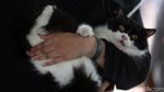 Kucing Hingga Anak Kera Lucu Ini Disuntik Vaksin Rabies