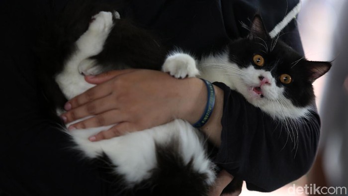 Vaksinasi Rabies Gratis Untuk Hewan Peliharaan 

Paramedis dari pusat kesehatan hewan (Puskeswan) Dinas Ketahanan, Pertanian, dan Perikanan Kota Adm. Jakarta Selatan menyuntikkan vaksin anti rabies secara gratis di kawasan Tebet, Jakarta, Sabtu (31/10/2020). Pemberian Vaksin Rabies gratis tersebut untuk menghindari dan mengantisipasi penyebaran penyakit rabies kepada hewan peliharaan. Lebih dari 100 hewan di vaksin anti rabies. Hewan yang divaksin antara lain kucing, musang, dan anjing. Tahun 2020 ini target Sudin Ketahanan Pangan Kelautan dan Pertanian dalam pencapaian vaksinasi rabies ini sebanyak 6.500 ekor, dan sudah mencapai 70 persen. Agung Pambudhy/Detikcom.